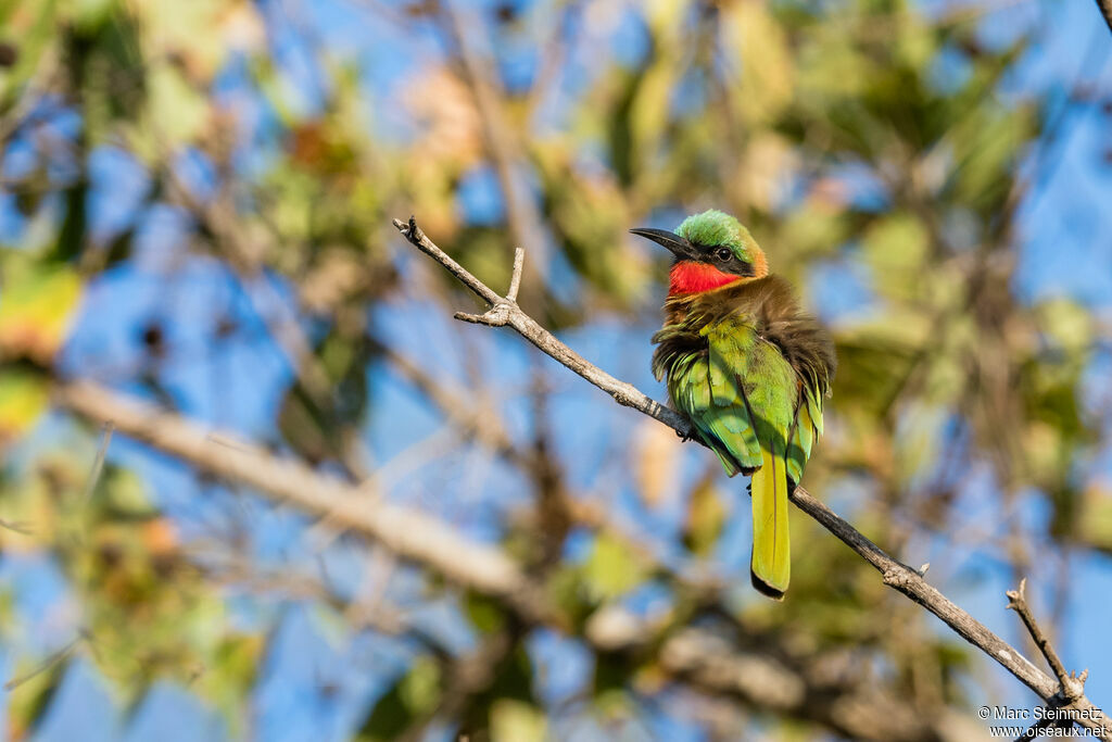 Red-throated Bee-eater