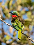 Red-throated Bee-eater