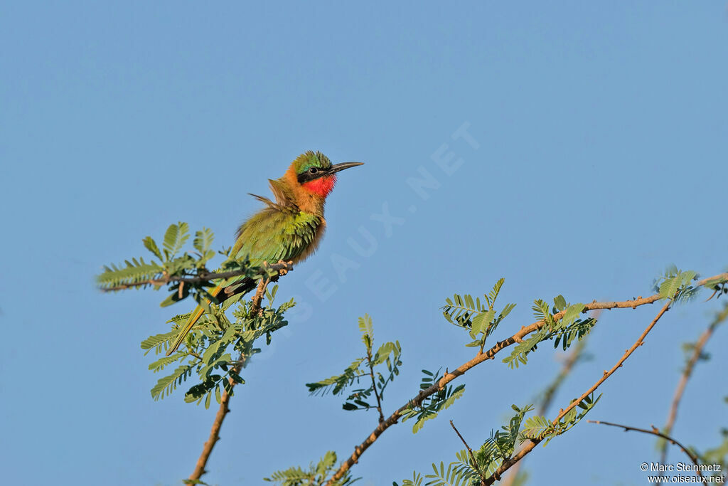 Red-throated Bee-eater