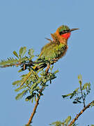 Red-throated Bee-eater