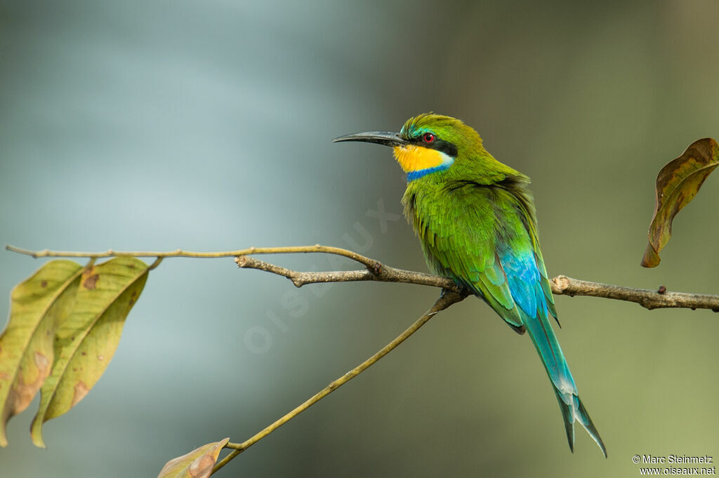 Swallow-tailed Bee-eater