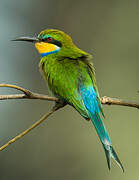 Swallow-tailed Bee-eater