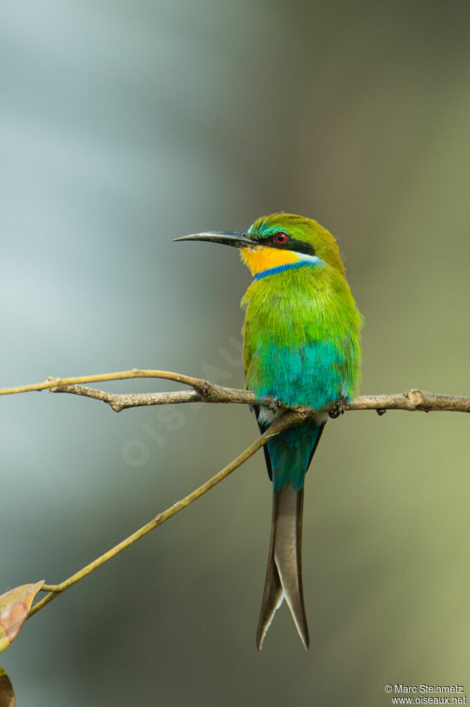 Swallow-tailed Bee-eater