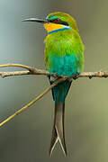 Swallow-tailed Bee-eater