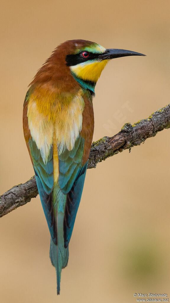 European Bee-eater