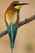 European Bee-eater