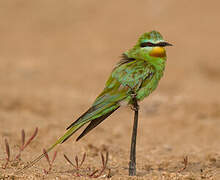 Blue-cheeked Bee-eater