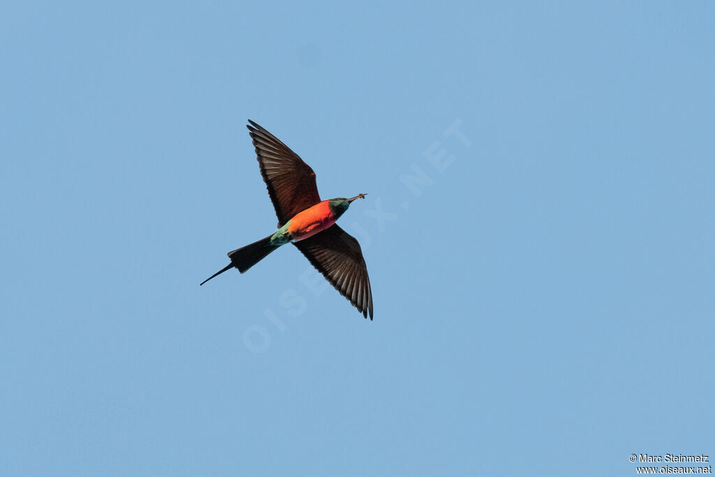 Northern Carmine Bee-eater