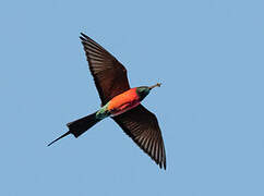 Northern Carmine Bee-eater