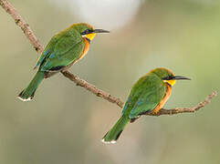 Cinnamon-chested Bee-eater