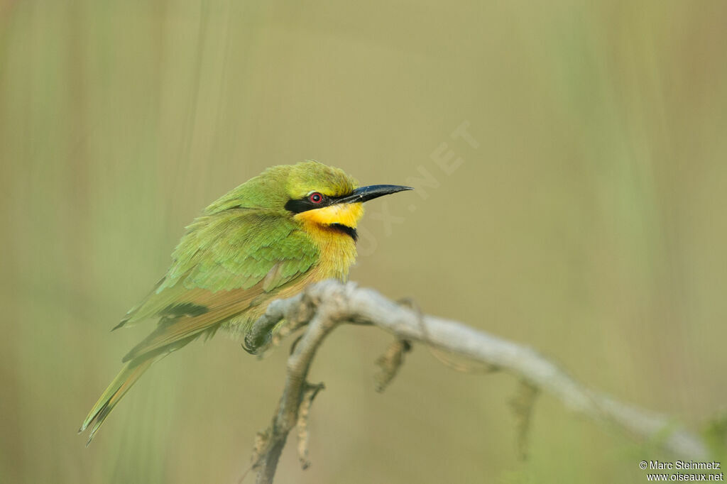 Little Bee-eater