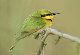 Little Bee-eater