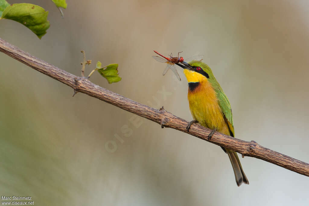 Little Bee-eateradult, feeding habits