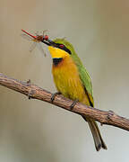 Little Bee-eater