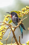 Black Bee-eater