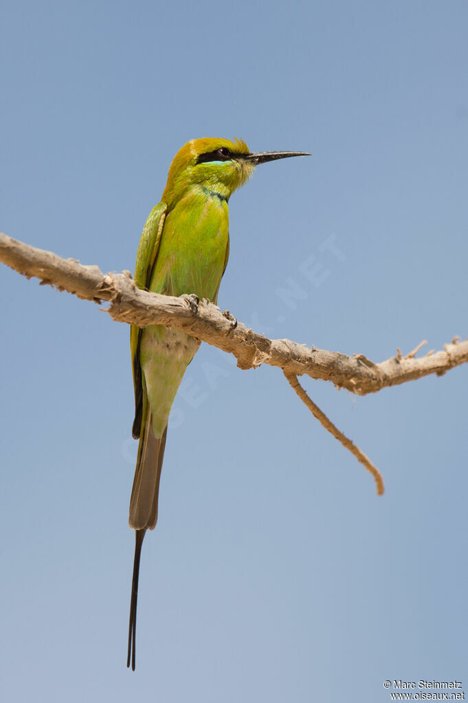 African Green Bee-eater