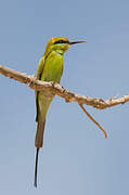 African Green Bee-eater