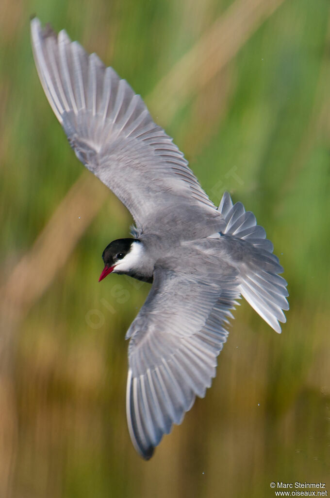 Whiskered Tern