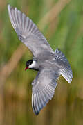 Whiskered Tern