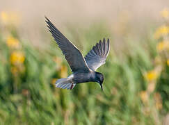 Black Tern