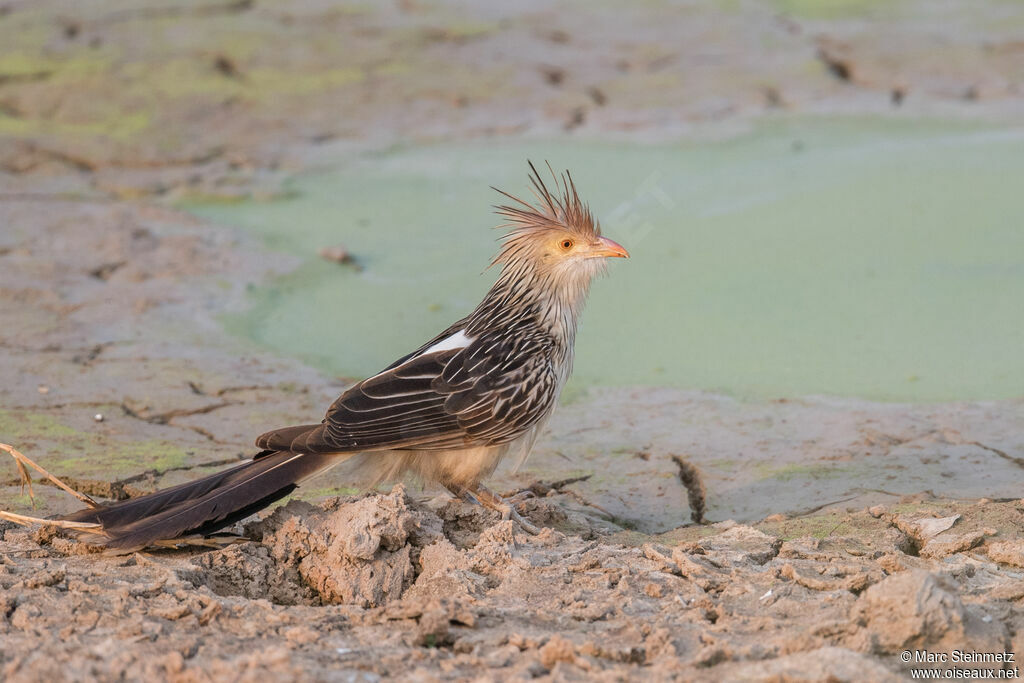 Guira Cuckoo