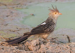 Guira Cuckoo