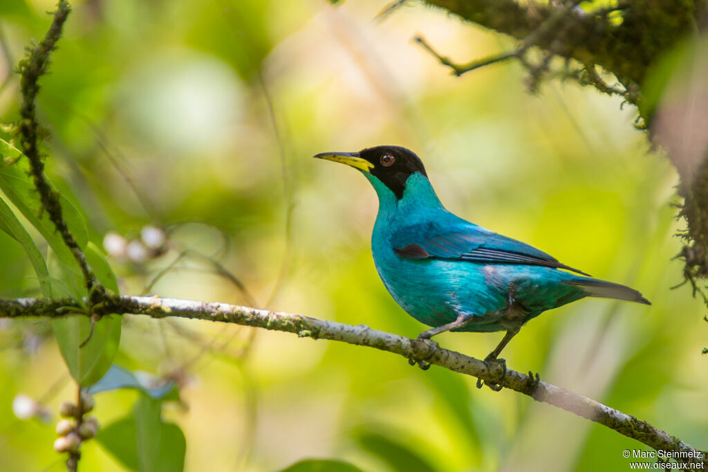 Green Honeycreeper