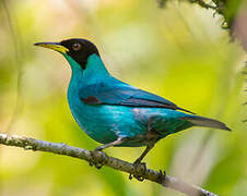 Green Honeycreeper