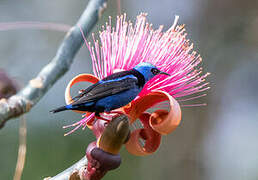 Red-legged Honeycreeper