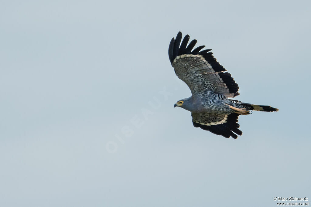 African Harrier-Hawk