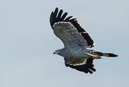 African Harrier-Hawk