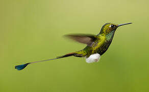 White-booted Racket-tail