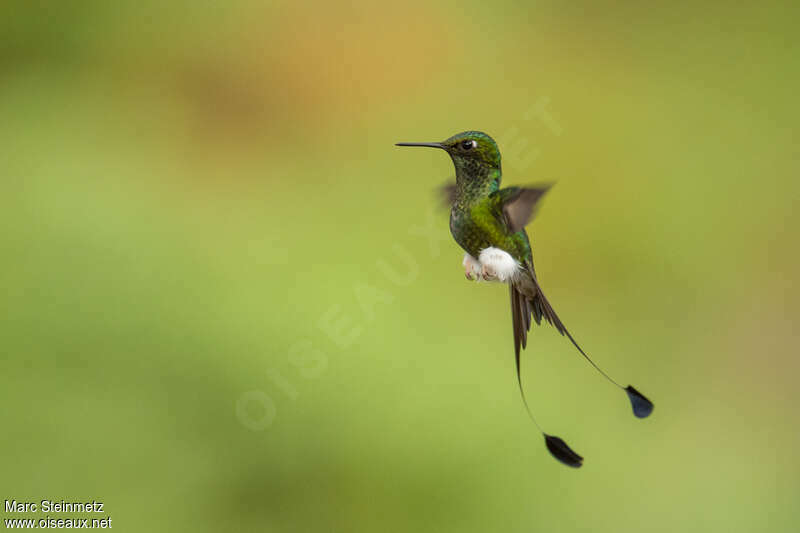 White-booted Racket-tail male adult, Flight, courting display