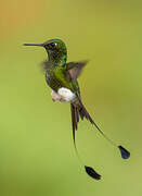 White-booted Racket-tail