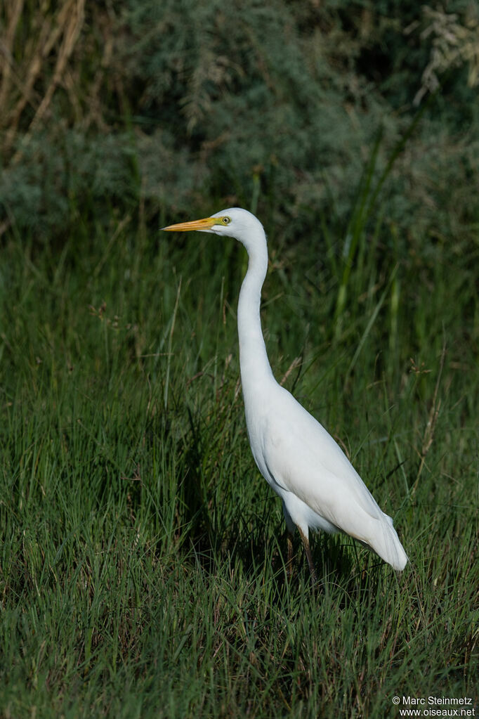 Yellow-billed Egret