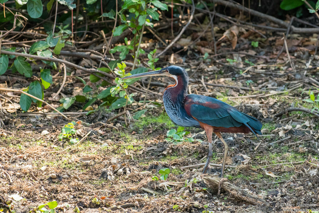 Agami Heron