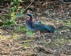 Agami Heron