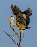 Grey Heron