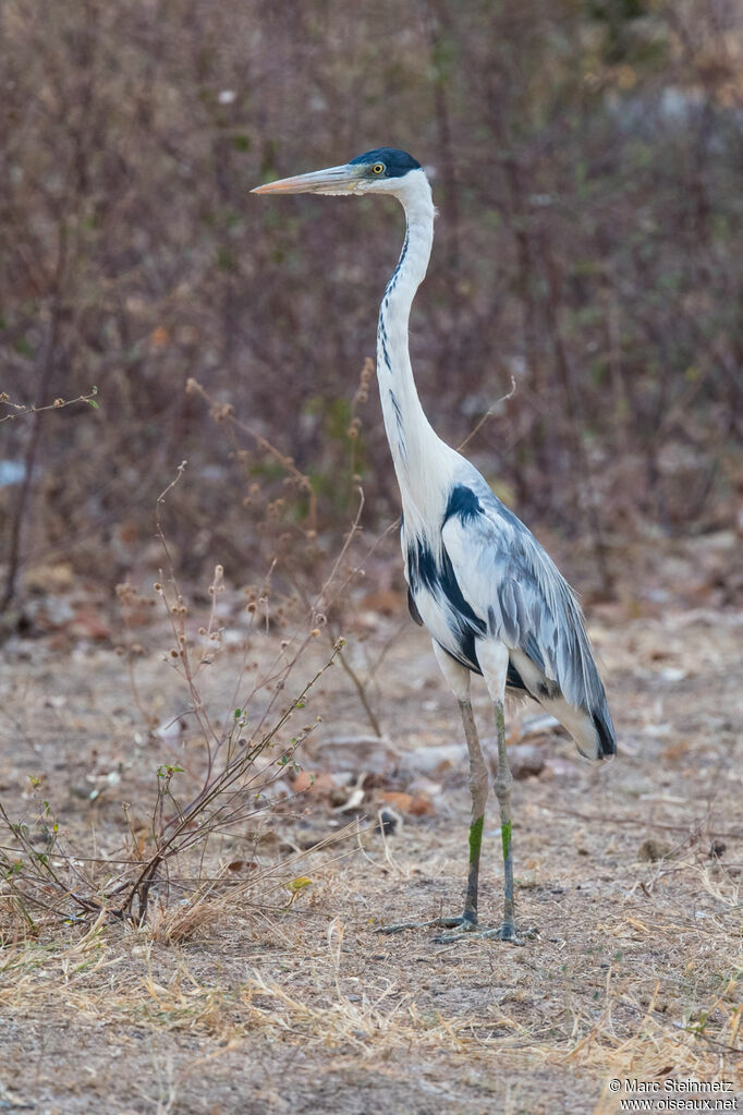 Cocoi Heron