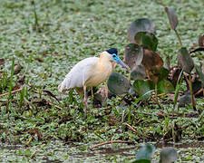 Capped Heron