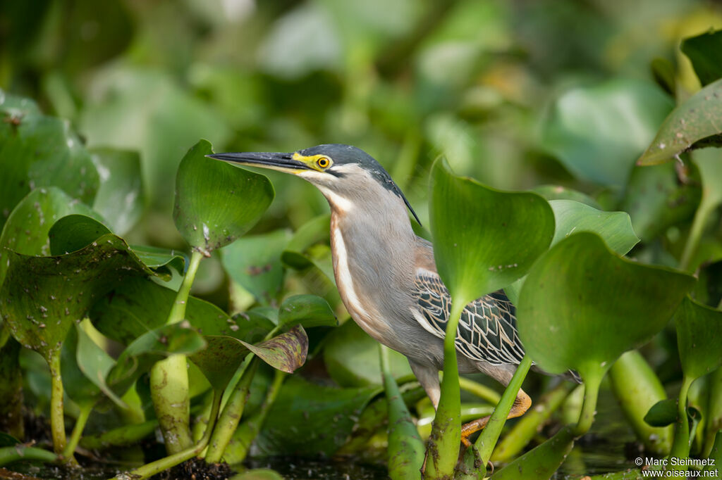 Little Heron