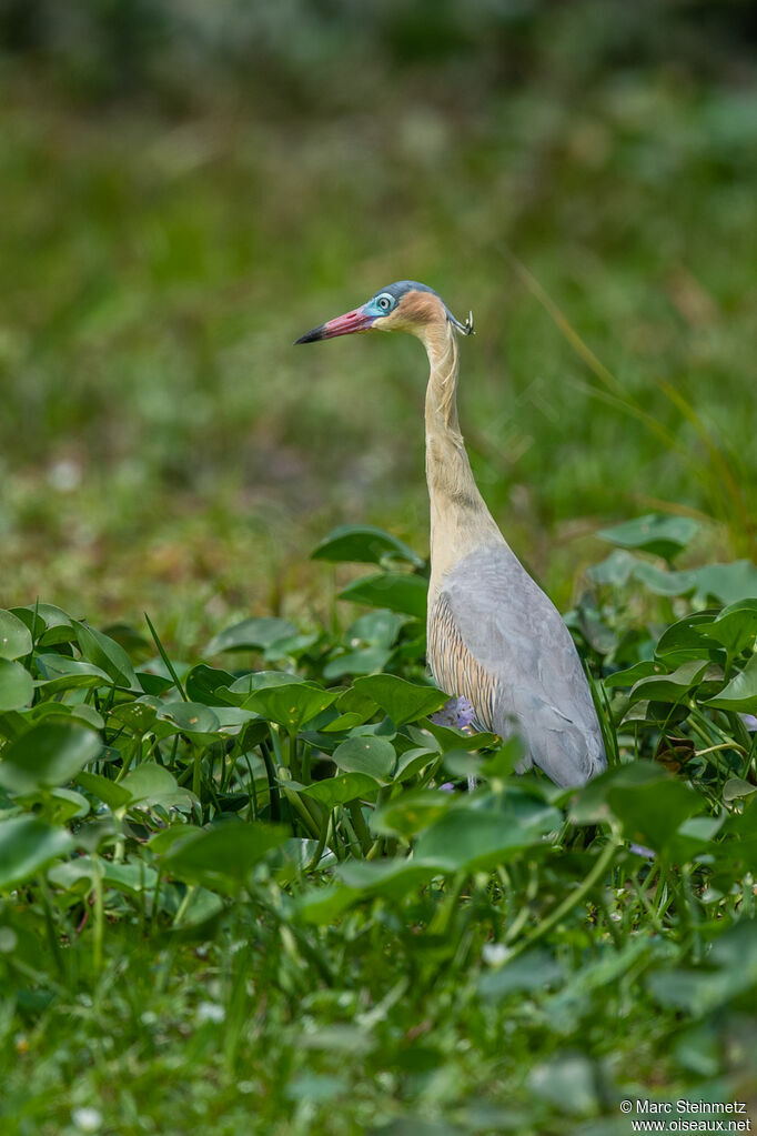 Whistling Heron