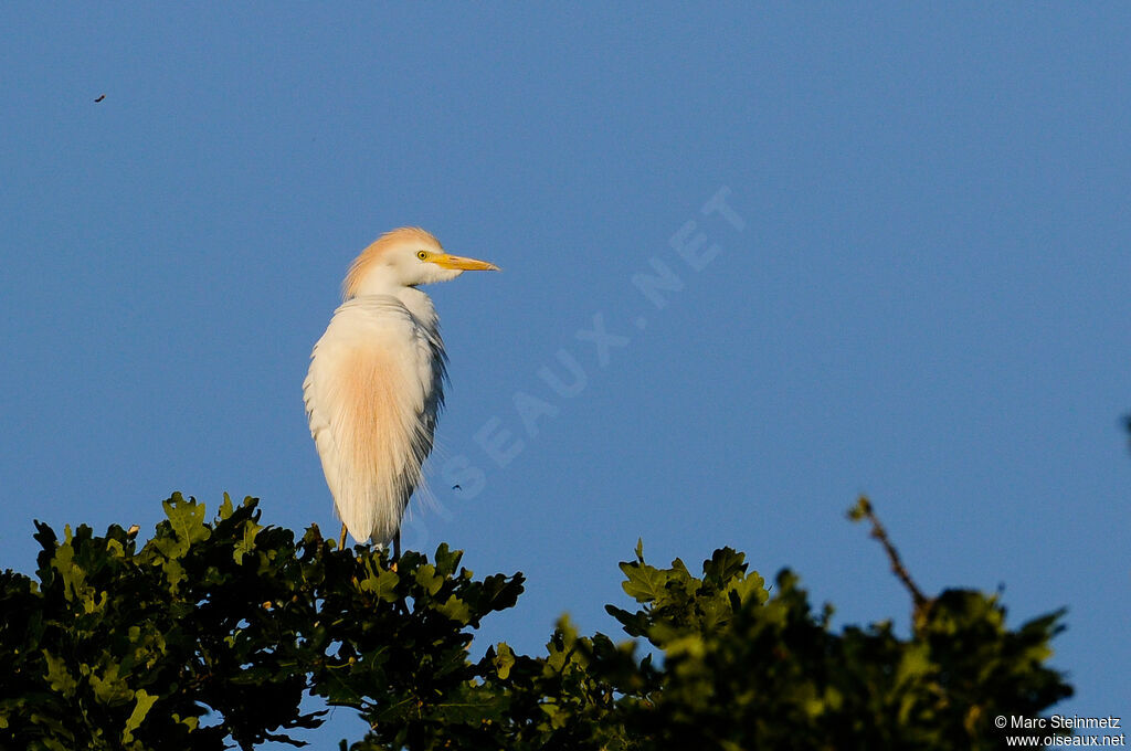 Western Cattle Egret