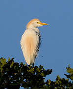 Western Cattle Egret