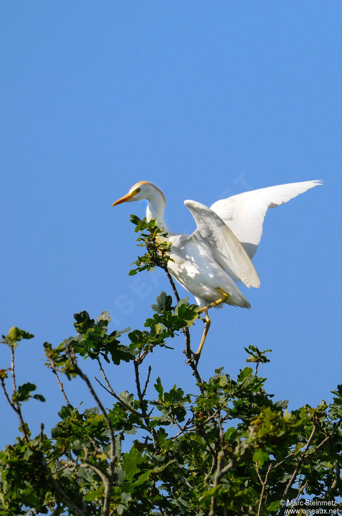 Western Cattle Egret