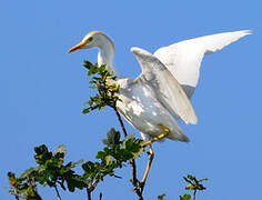 Western Cattle Egret