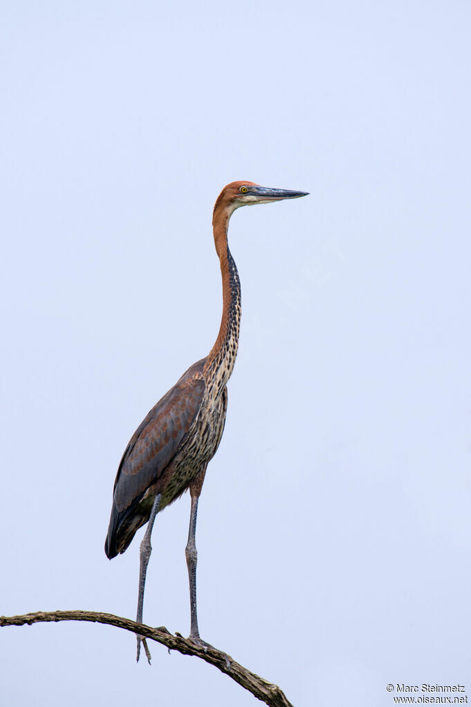 Goliath Heron