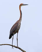 Goliath Heron