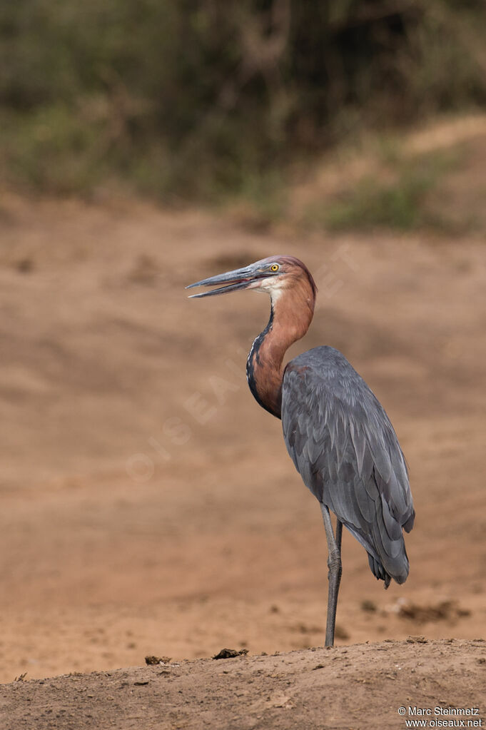 Goliath Heron