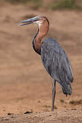 Goliath Heron